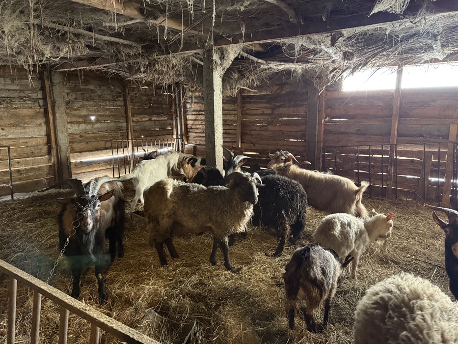 Capre berbeci si iezi