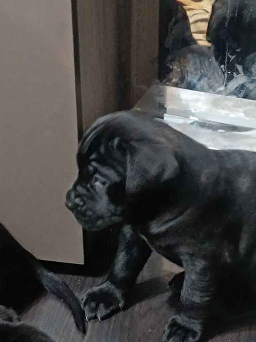 Кане Корсо чистокрувни