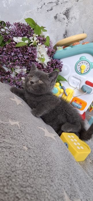 Британский котёнок