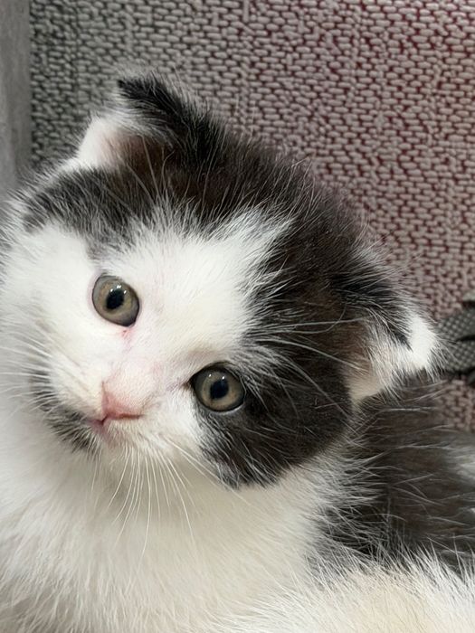 Милые котята  ищут любящих хозяев