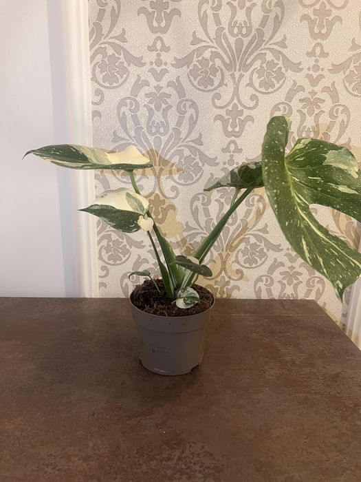Monstera Thai Constellation 44 cm