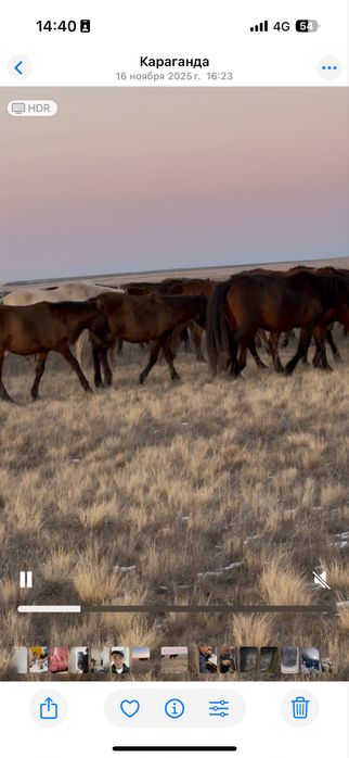 Құлындайтын сауын биелер сатылады