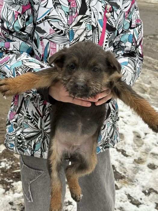 Щенки-сироты ищут дом