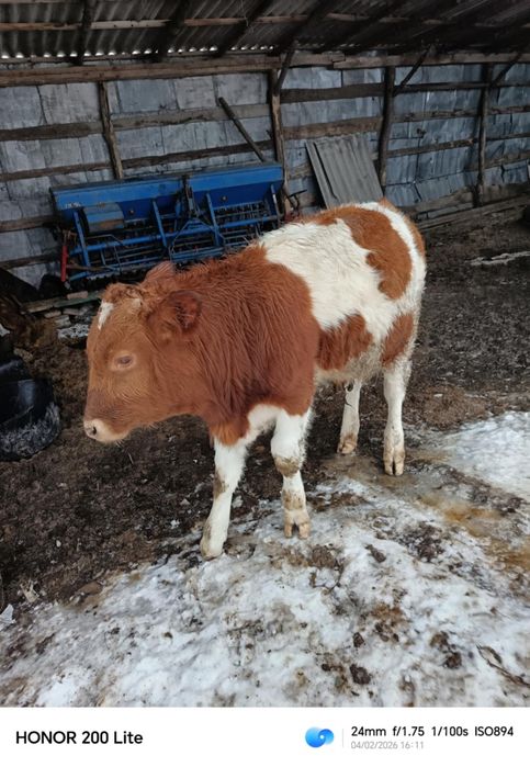 Vând taurii detalii