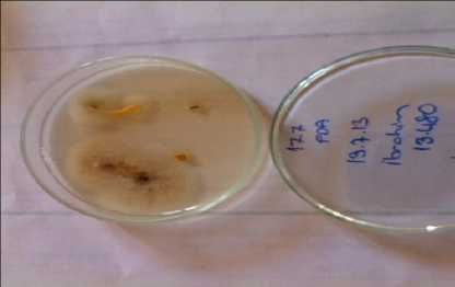 Средство защиты растений и урожая Комплекс FİTOR-PHOSFULL, РАСПРОДАЖА!