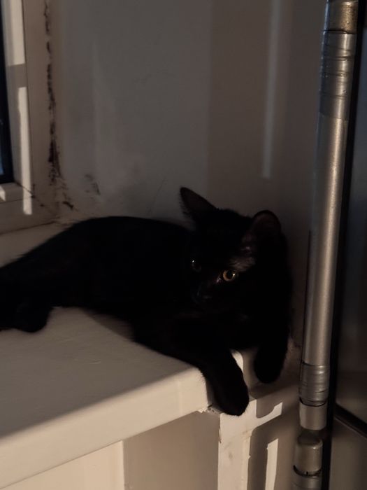 Отдам котенка девочку