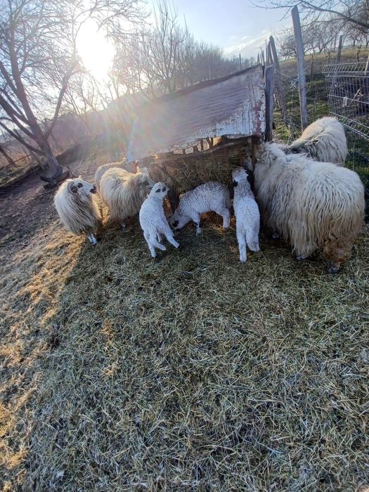 Oi cu miei de vânzare