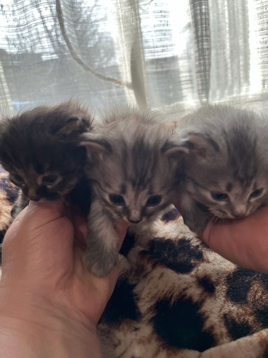 Котята в добрые руки