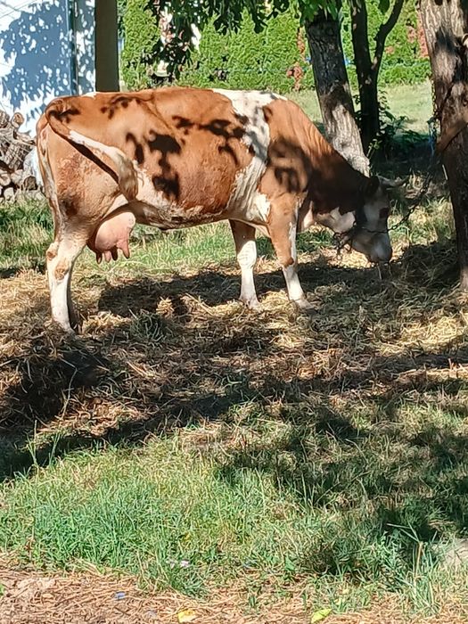 Vând doua vaci cu lapte