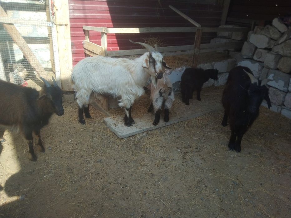 Ешкі сатам бірге