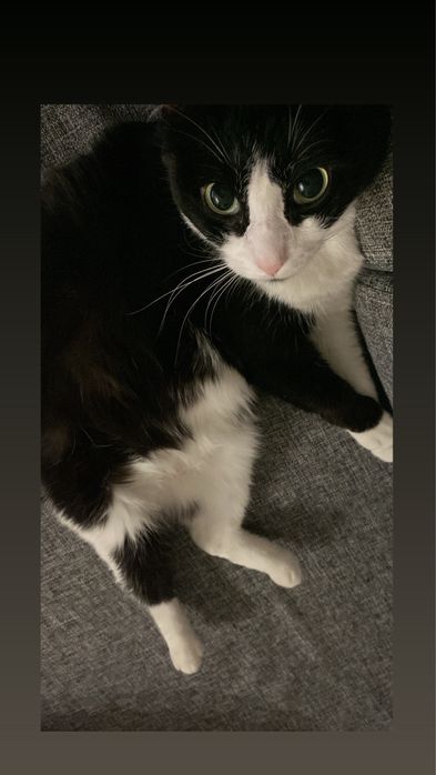 отдам кота в добрые руки!