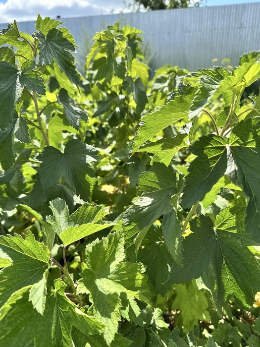 Саженцы чёрной смородины из питомника