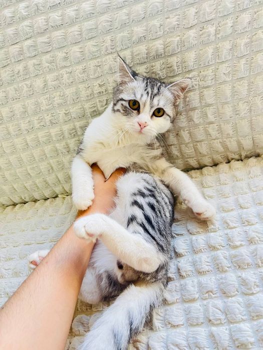 Британский и трёхцветный смешанная