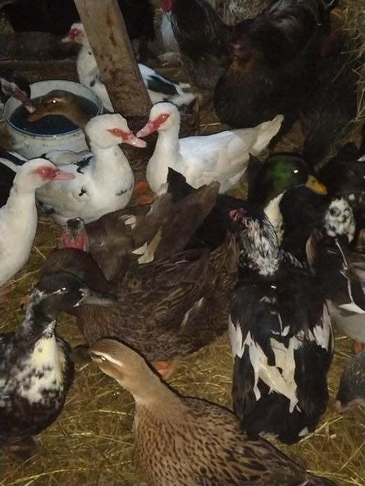 Vănd rațe mute și rațe gălăgioase și găinuțe și cocoși iopani