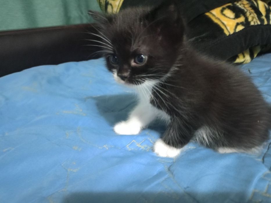 Одам котят даром в хорошие руки