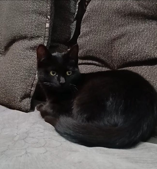 Отдам котят бесплатно