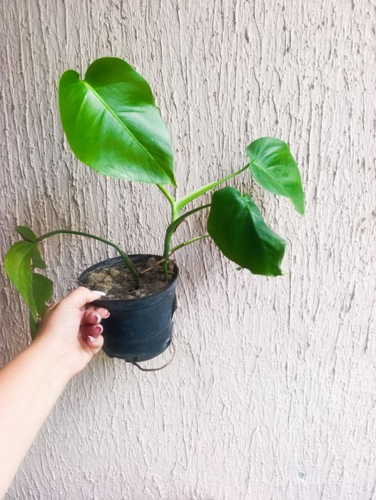 Продам монстеры резные