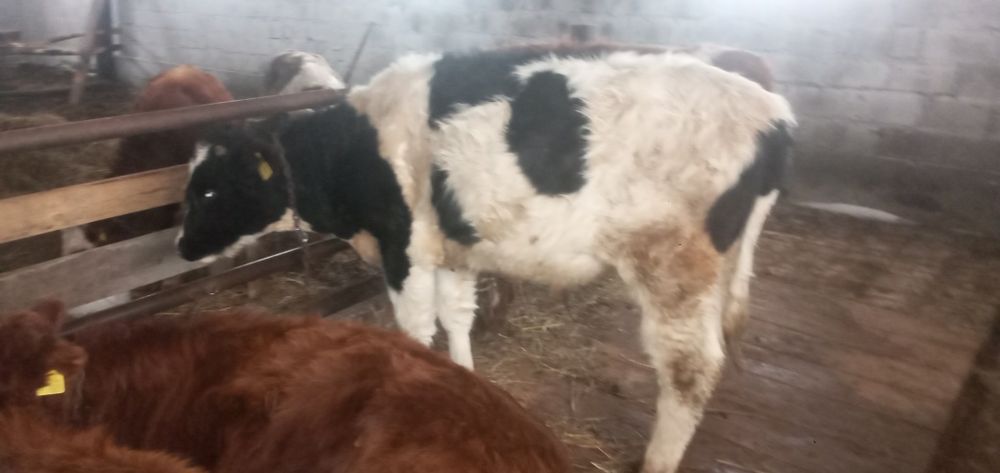 Продаются  бычки