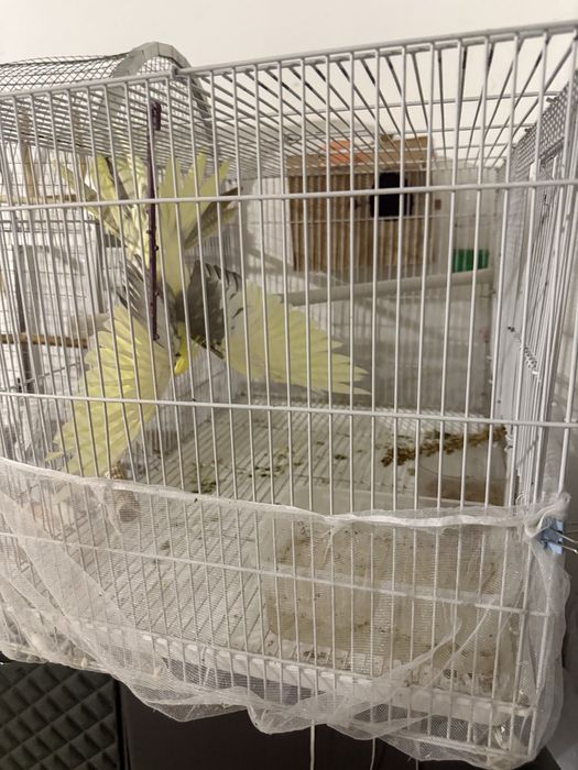 Корелла с клеткой