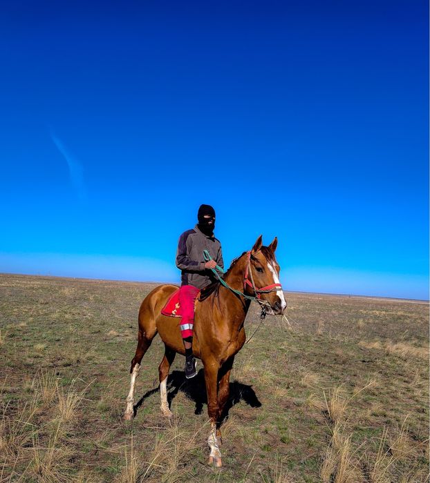 Айғыр сатылад  , жеребец продам