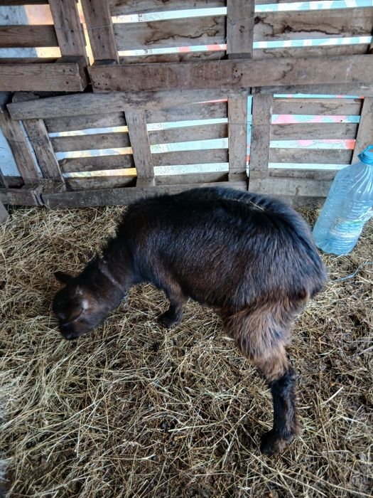 Vand /schimb 2 iede de anul trecut