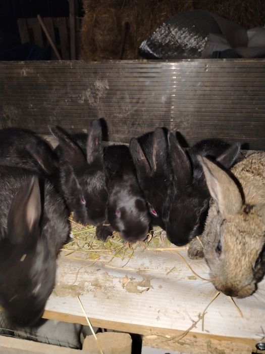 Quyon bolalari sotiladi 40 000