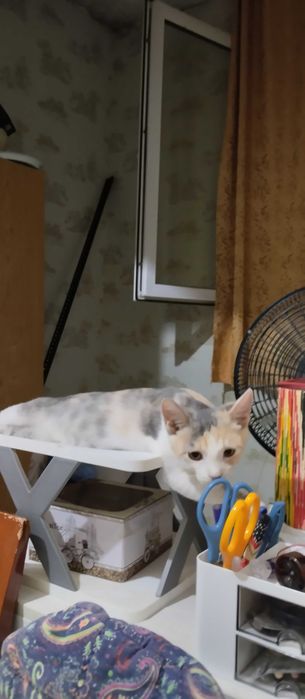 Подарю очаровашка котёнка
