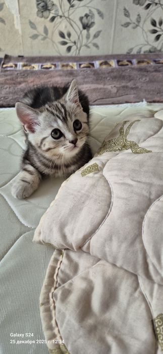 Продаються котики