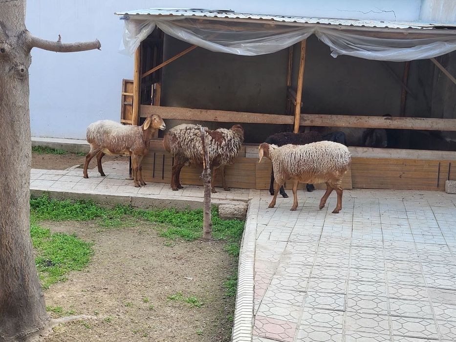 Тоза зотли солу куйлар