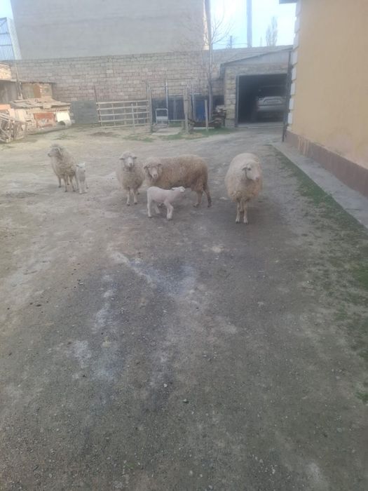 Қозылы қой бағасы 100.000тг