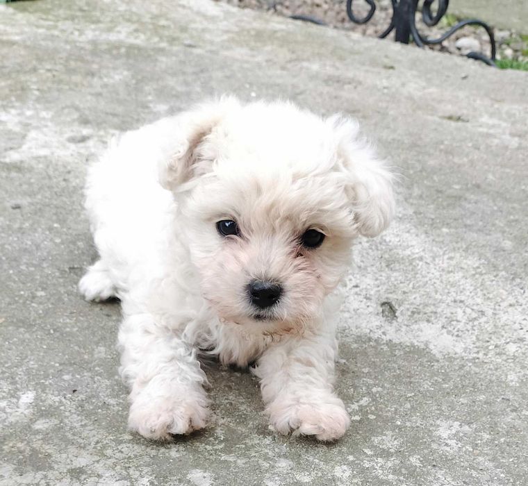 catel bichon talie mica