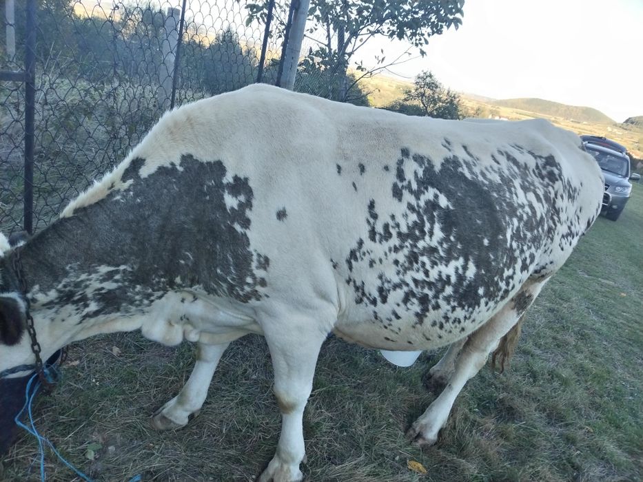 Vănd 2 vaci gestante de a fata