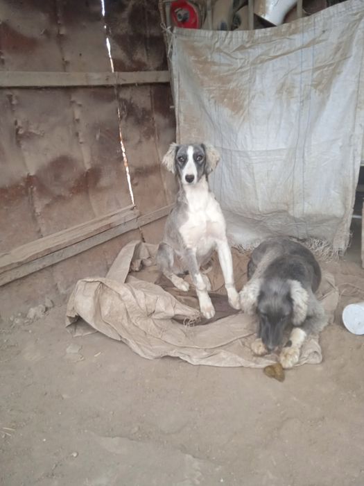 Тазы күшік 6айлық ұрғашы сатылпдыы