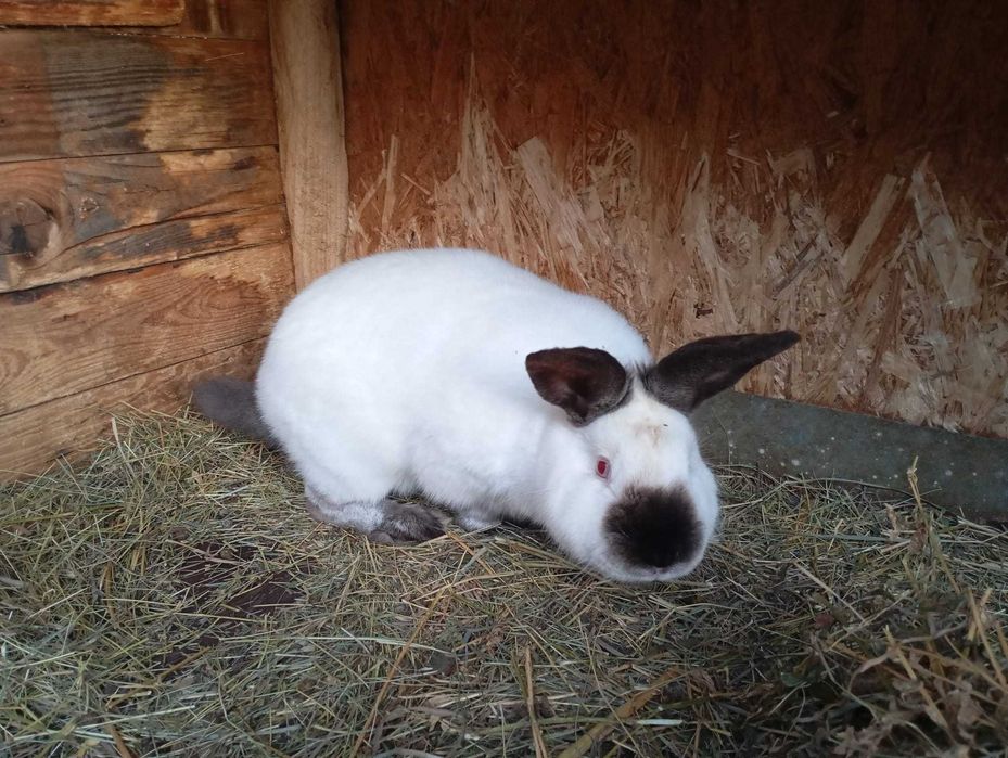 Vand iepuri rasa Californian