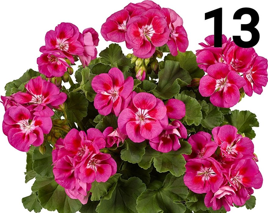 Нискостеблено мушкато-2.50€