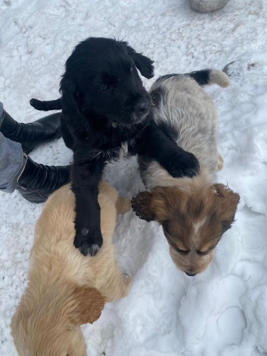 Отдам в добрые руки щенят