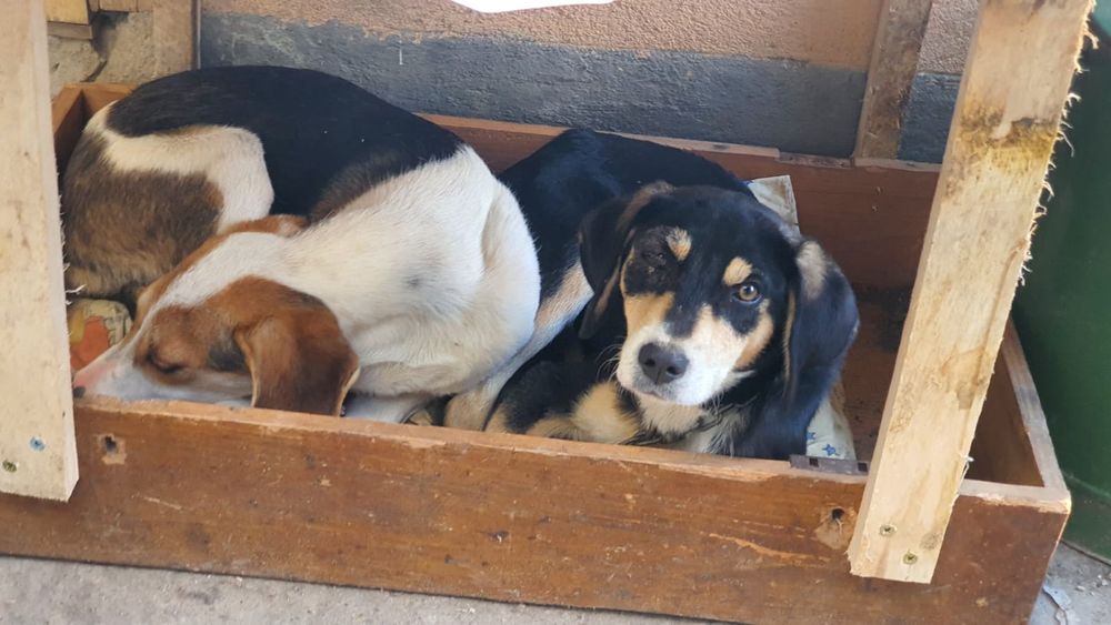 Donez copoi sârbesc tricolor cu labrador