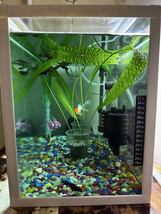 Аквариум балиқлари билан сотилади.