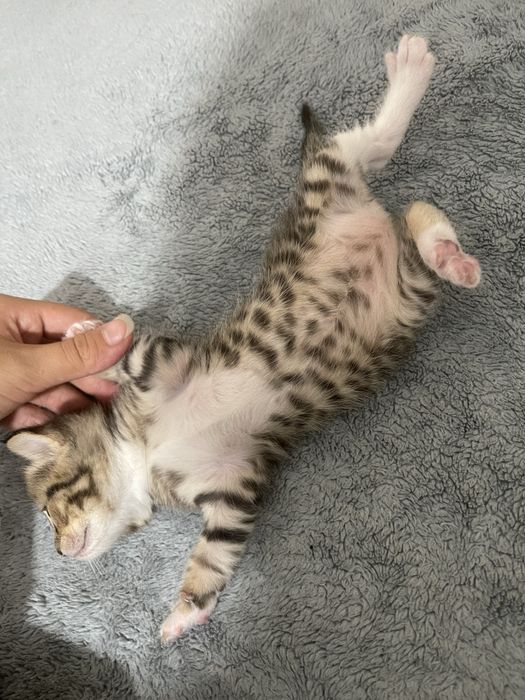 Маленькие пародистые котята