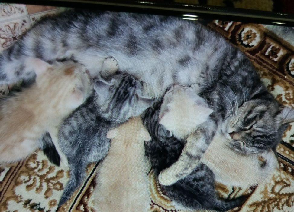 Британские котята