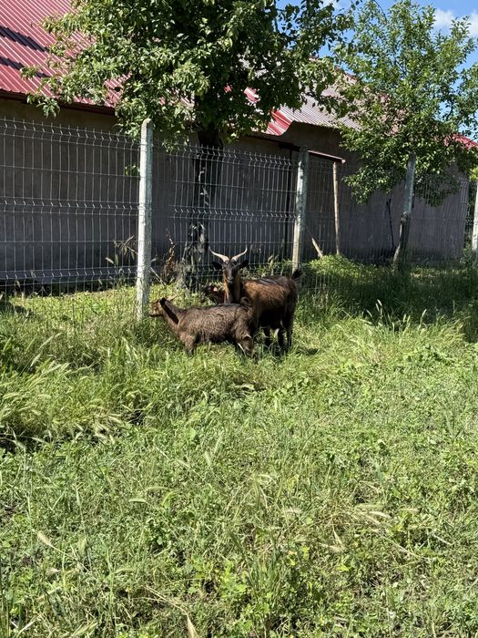 Capre de rasa Alpin francez cu iezi si iedite