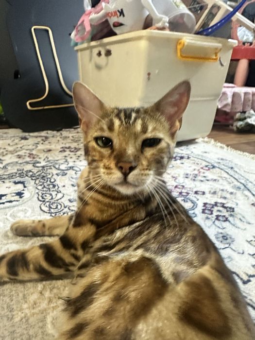 Продам бенгальскую кошку СРОЧНО