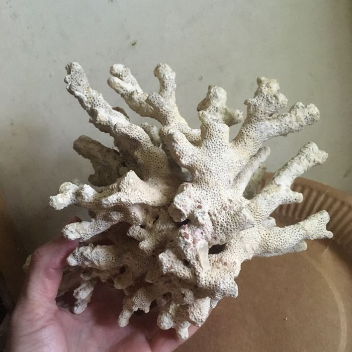 Кораллы в аквариум