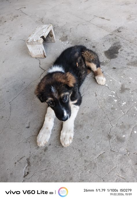 Продам щенок девочка