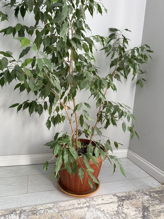 Комнатные цветы на выбор