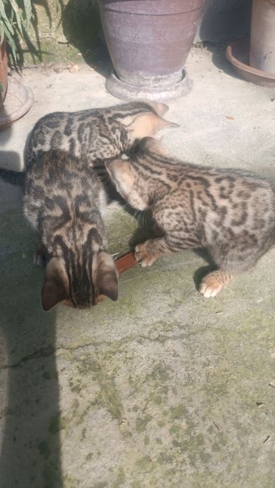 Bengal mushukchalar sotuvda