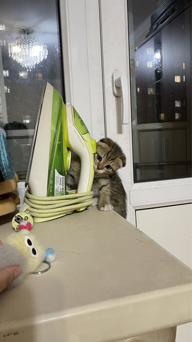Котенок Продается