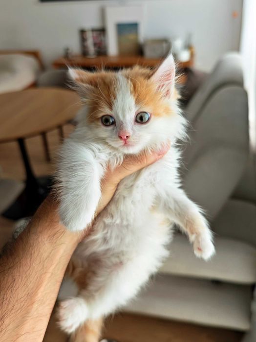 Рыжий котенок ищет дом, мальчик.