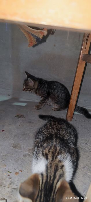 Отдам котят в хорошие руки