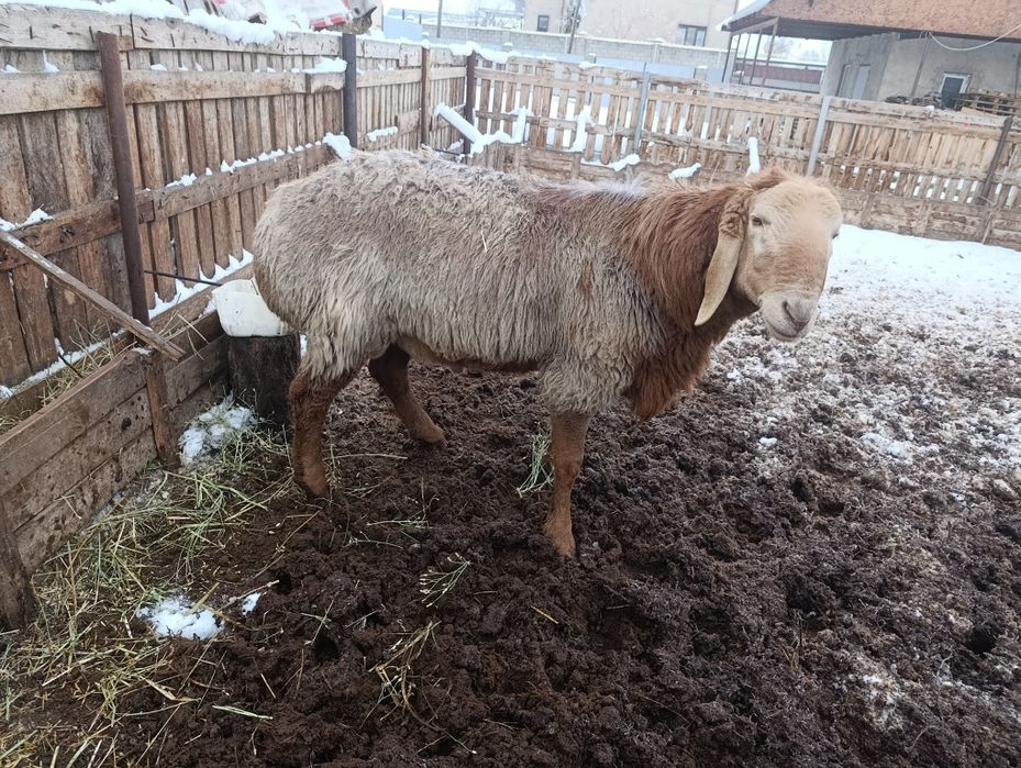 Арашан 2 возраст харошы